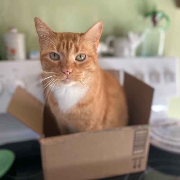 Meet your Posher, Rebecca - Picture 6 of 8